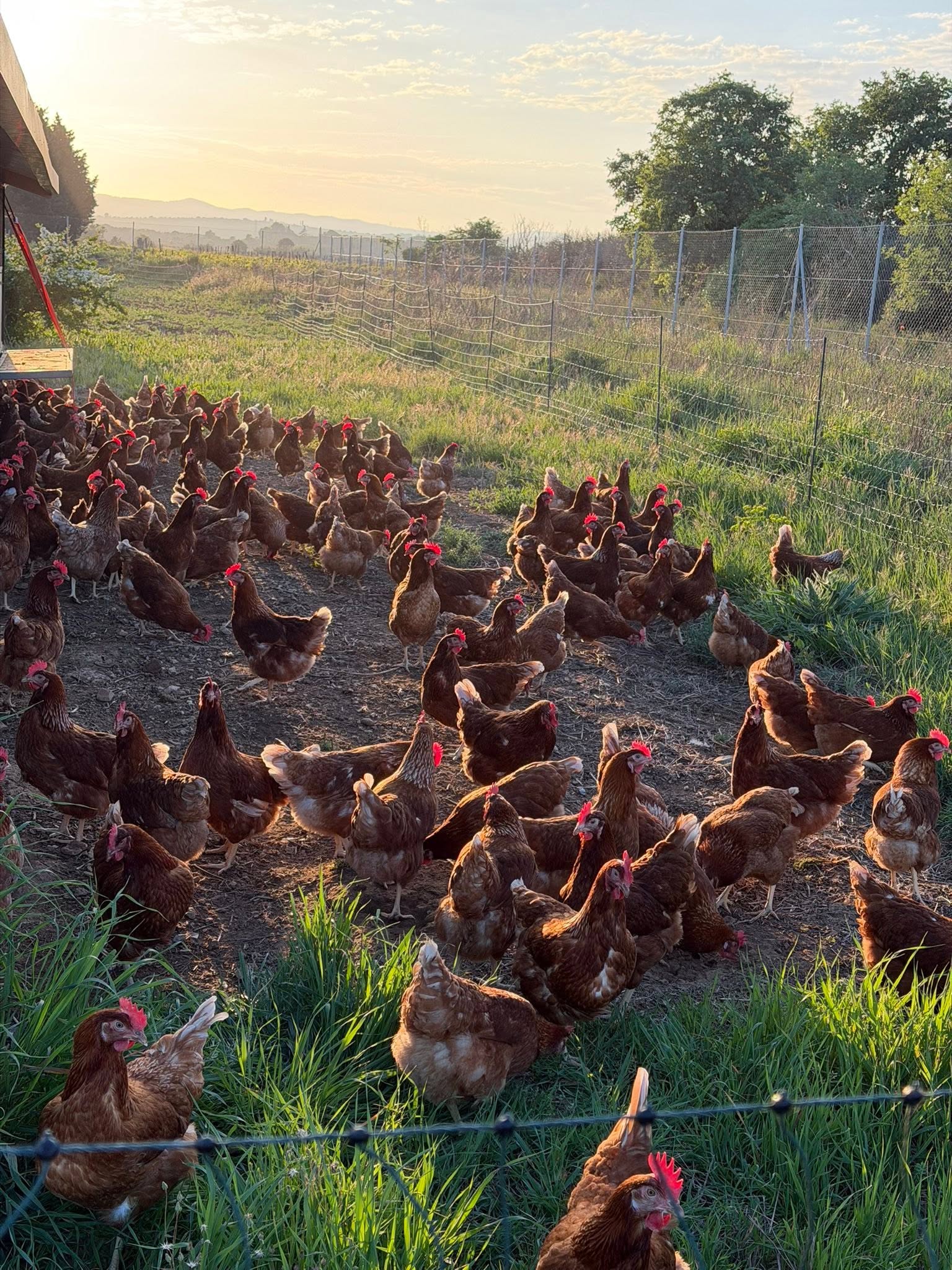 Œufs extra gros — poules en plein air