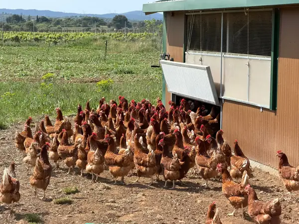 Le terrain des poules