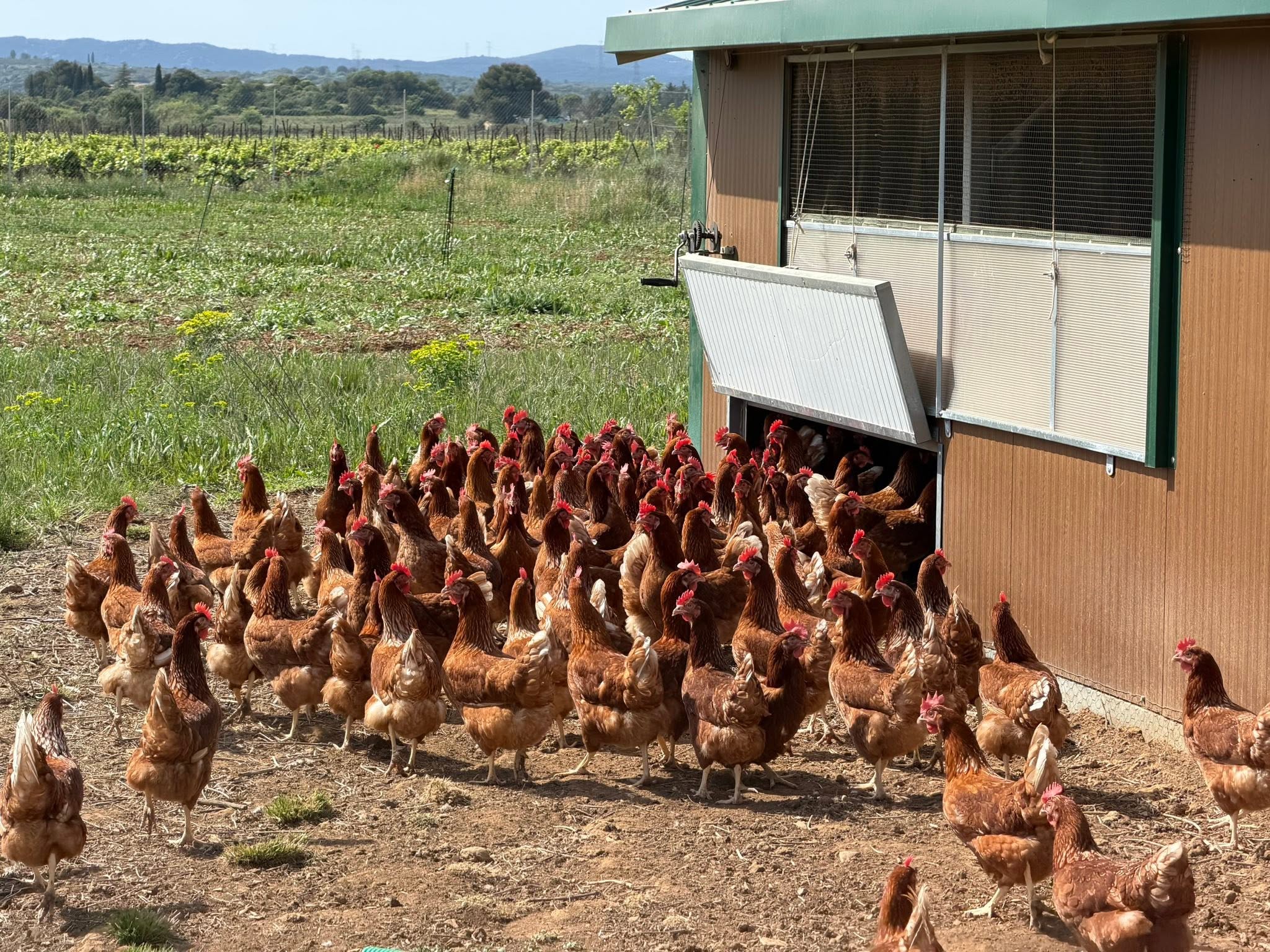 Les poules en plein air sur le terrain