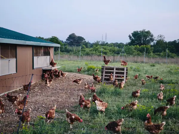 Œufs calibre moyen — poules en plein air