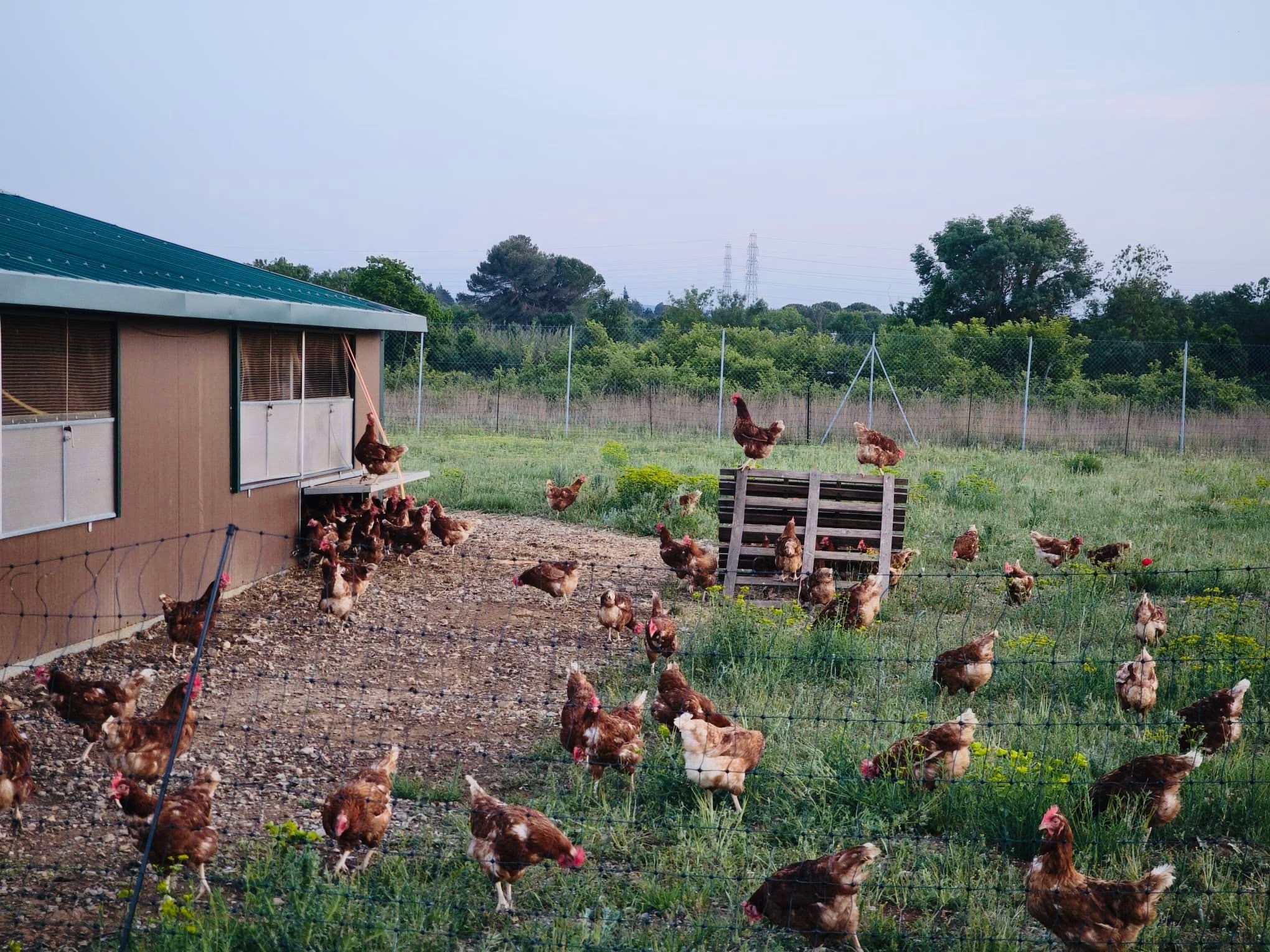Œufs calibre moyen — poules en plein air