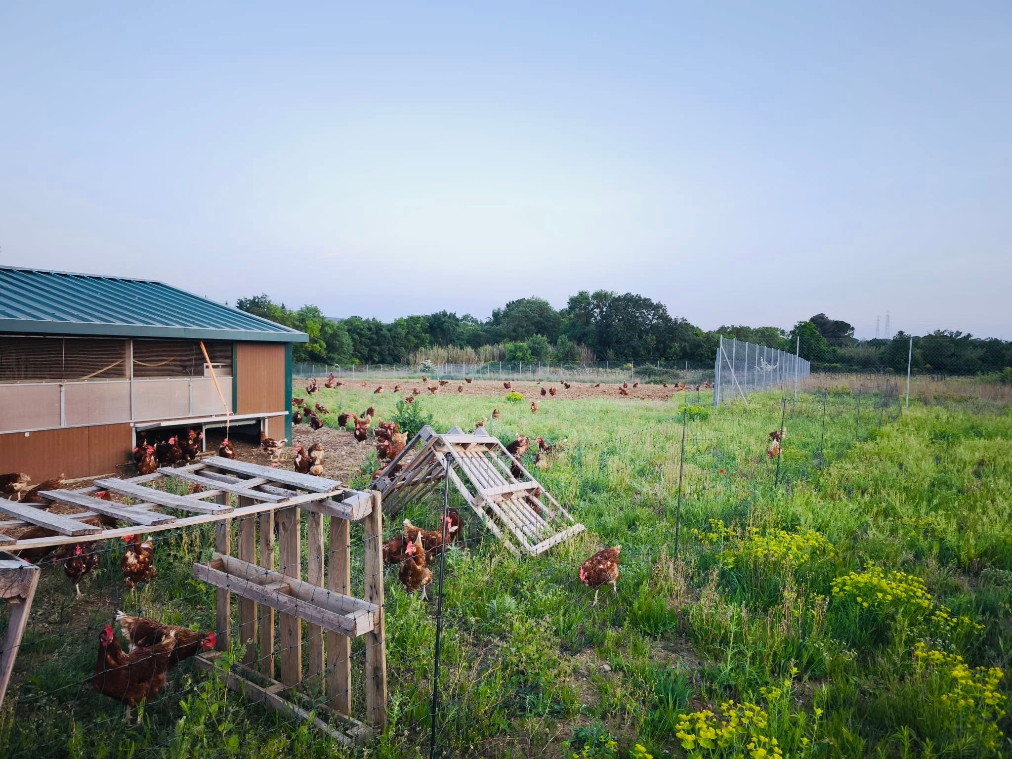 Œufs gros calibre — poules en plein air